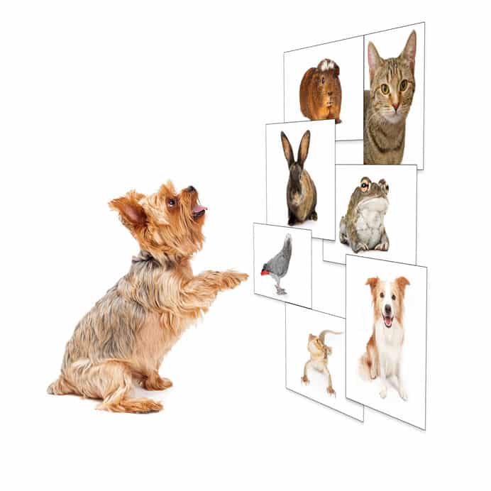 漢字の中に自分の鳴き声が入っている動物がいるという雑学