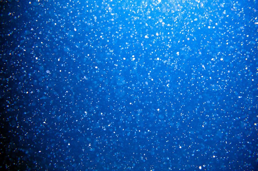 海の潮のにおいはプランクトンのせいというトリビア