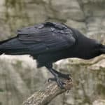 カラスはお葬式をする？に関する雑学