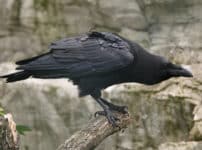 カラスはお葬式をする？に関する雑学
