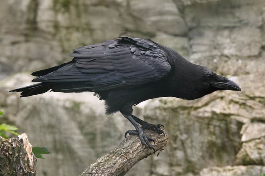 カラスはお葬式をする?に関する雑学
