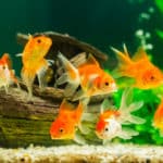 金魚のオスは、恋をするとニキビができるという雑学