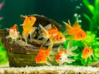 金魚のオスは、恋をするとニキビができるという雑学