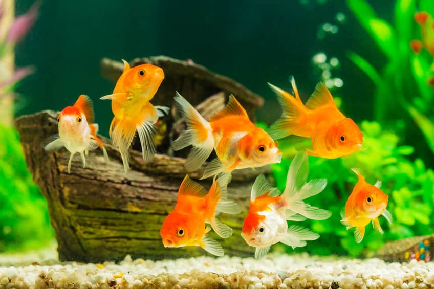 金魚のオスは、恋をするとニキビができるという雑学