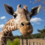 キリンのまつげが長いことに関する雑学