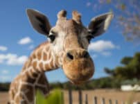 キリンのまつげが長いことに関する雑学