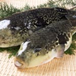 フグはなぜ海にいるのに「河豚」と書くのか？という雑学