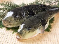 フグはなぜ海にいるのに「河豚」と書くのか？という雑学