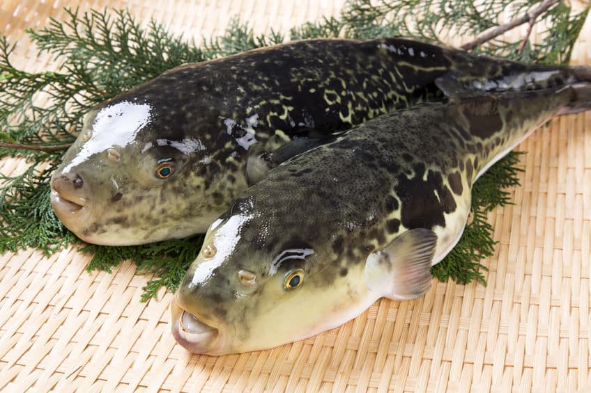 フグはなぜ海にいるのに「河豚」と書くのか?という雑学