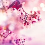 「桜味」の正体は、味ではなく香りだったという雑学