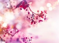 「桜味」の正体は、味ではなく香りだったという雑学