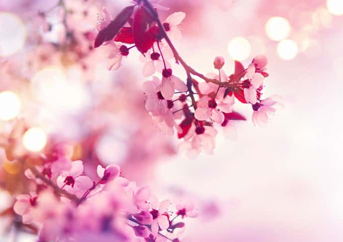 「桜味」の正体は、味ではなく香りだったという雑学