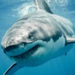 乾電池を持っているとサメは逃げ出すかも？という雑学
