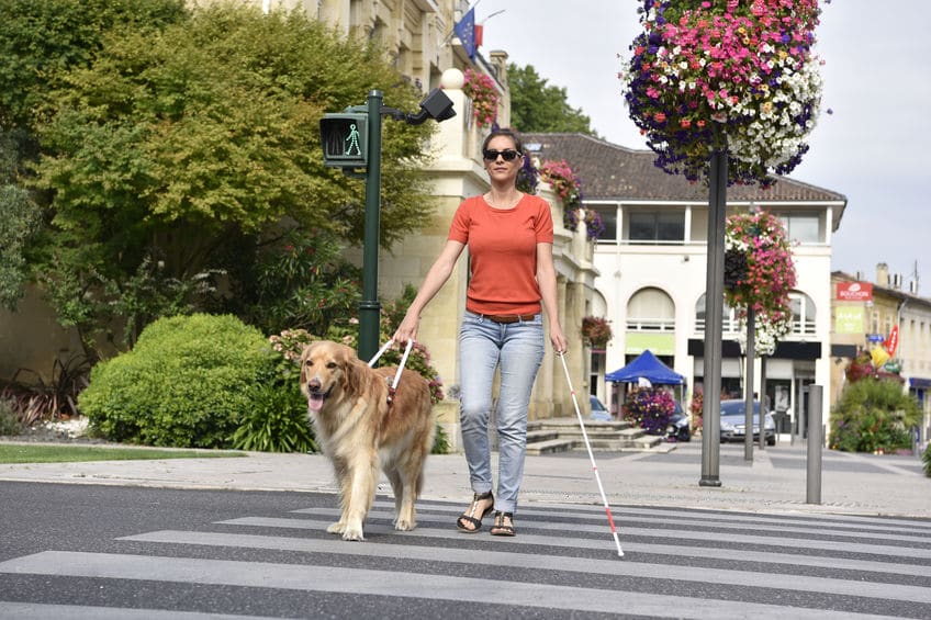 盲導犬への指示は明確なほうがいいから「英語」についてのトリビア