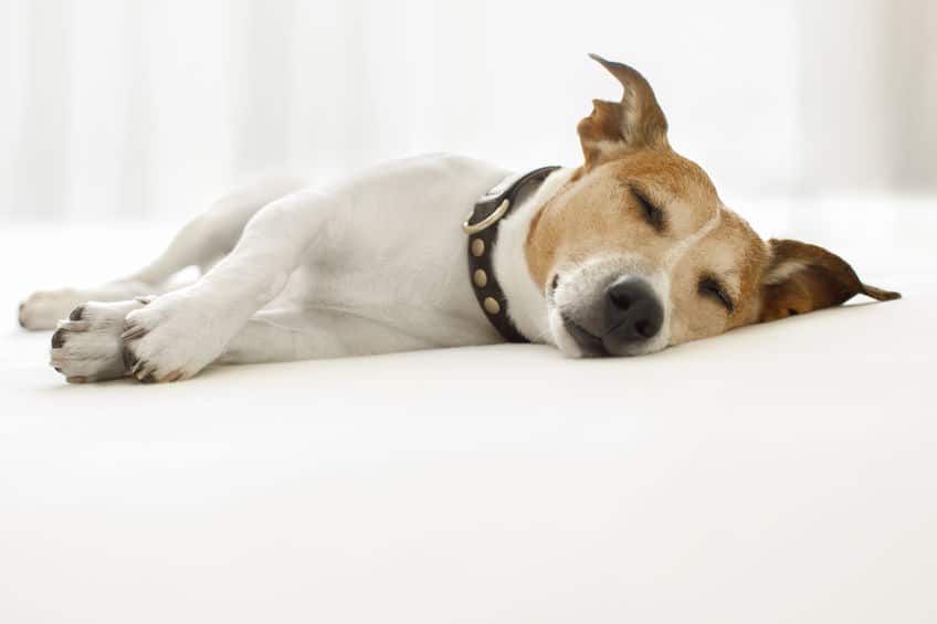 足をピクピク…犬も"夢"を見るんです。かわいすぎ。【動画あり】についての雑学まとめ