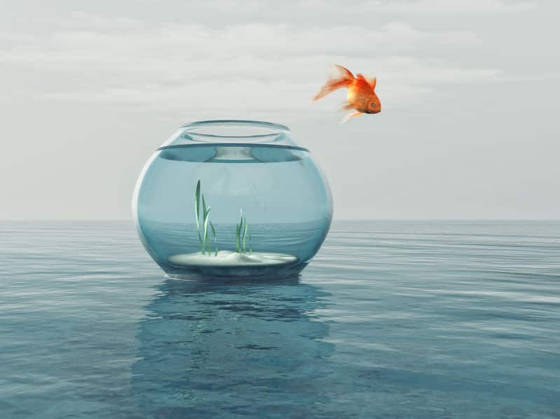 フナに戻る？大量繁殖？金魚は野生では生きていけないのか？という雑学まとめ