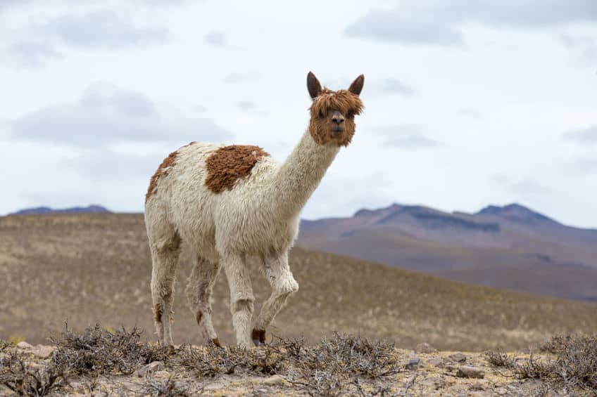 アンデス山脈には多くの動物たちがいるというトリビア