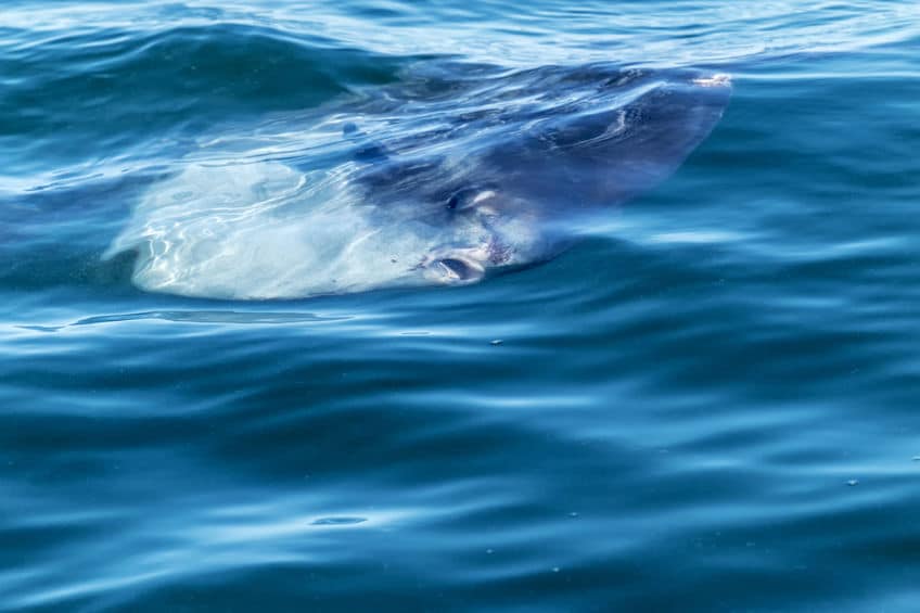 マンボウの英名はsunfishについてのトリビア