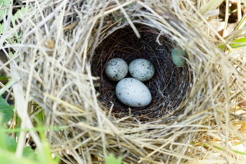 鳥の卵はなぜ楕円形?産みやすいからってホント?についての雑学まとめ