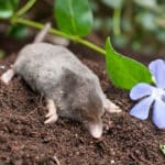 「モグラは太陽に当たると死ぬ」というのはウソ！という雑学