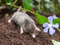 「モグラは太陽に当たると死ぬ」というのはウソ！という雑学