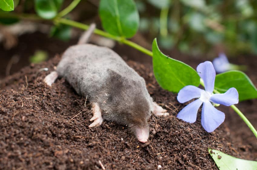 「モグラは太陽に当たると死ぬ」というのはウソ！という雑学
