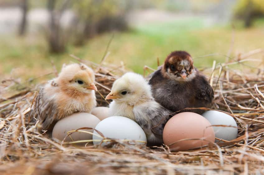 鳥の卵はその形によって転がらないようになっているというトリビア