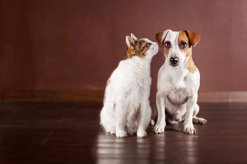 もともと一緒!猫と犬は"ミアキス"という動物が分かれて進化したという雑学まとめ