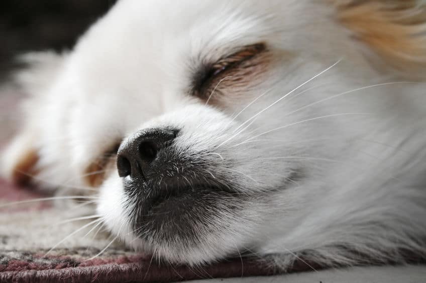 睡眠中の犬の様子に注意というトリビア