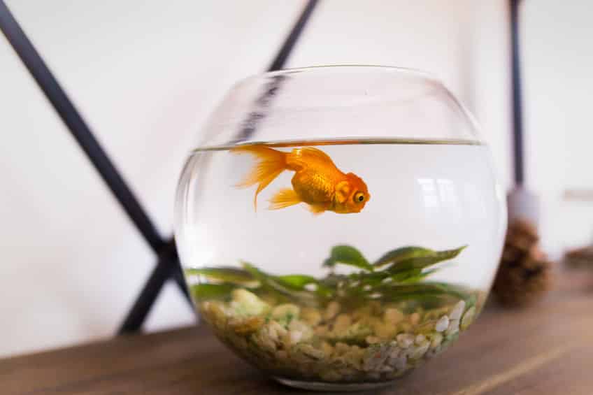 恋する思春期!金魚のオスは繁殖期になるとニキビができるという雑学まとめ