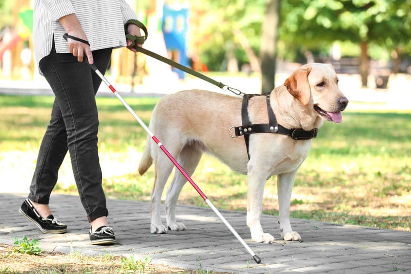 盲導犬に話しかけてはいけない?というトリビア