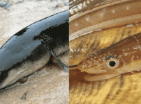 ウナギ不足の救世主のアナゴがどんな魚なのかに関する雑学