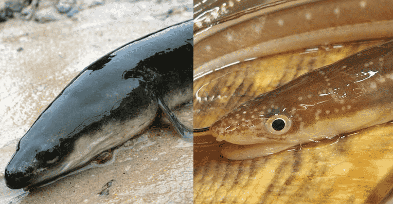 ウナギ不足の救世主のアナゴがどんな魚なのかに関する雑学