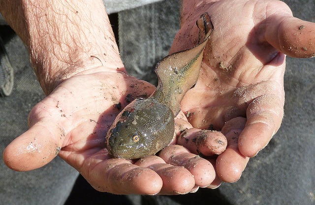 南米に棲むアベコベガエル…おたまじゃくしのころは超巨大!についてのトリビア