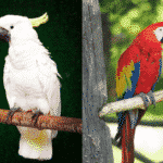 オウムとインコの違いって何？に関する雑学