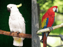 オウムとインコの違いって何？に関する雑学