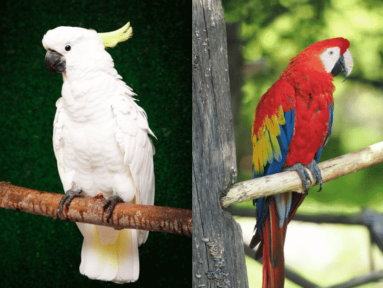 オウムとインコの違いって何?に関する雑学
