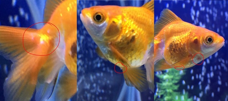 金魚のオスは繁殖期に白い点が現れるというトリビア