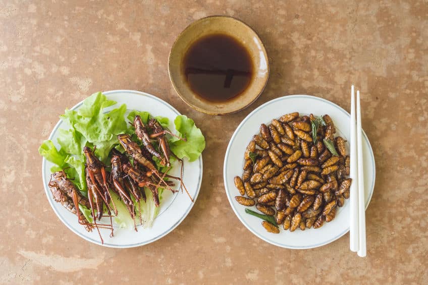 原料がイヤすぎる…！ベルギーでは虫のハンバーグが発売されていた【昆虫食】についての雑学まとめ