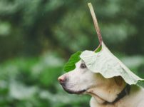 雨の雑学まとめ