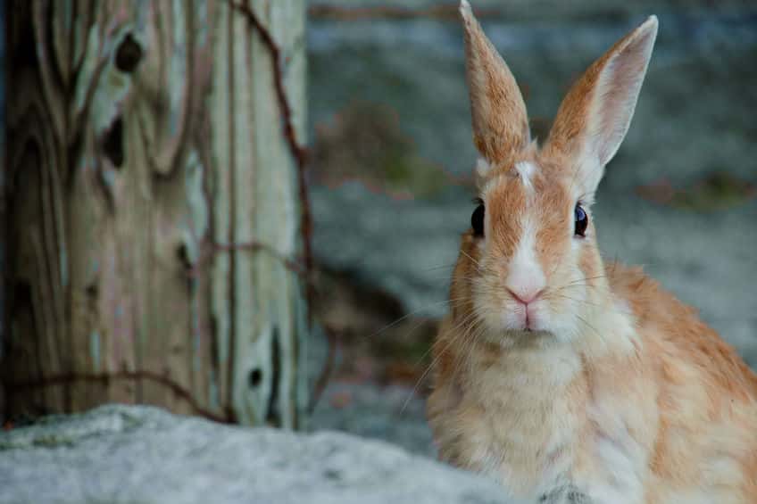 ウサギは動物イチ性欲が強い!?というトリビア
