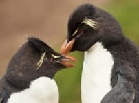 ペンギンは遠距離恋愛が得意という雑学