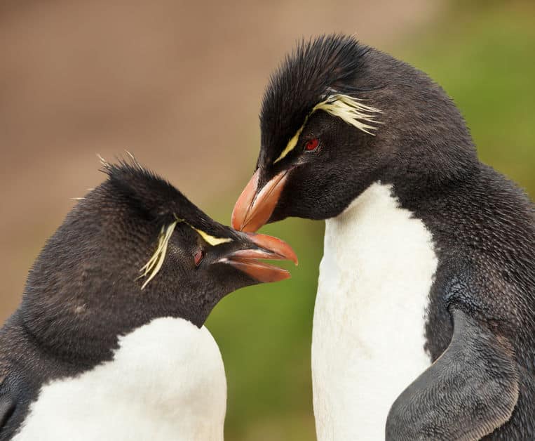ペンギンは遠距離恋愛が得意という雑学