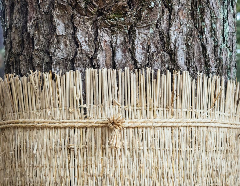 マツカレハの幼虫を一気に駆除するために行う「こも巻き」についてのトリビア