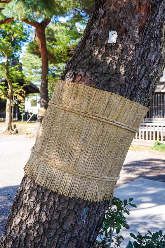 こも巻きは冬の風物詩として定着というトリビア
