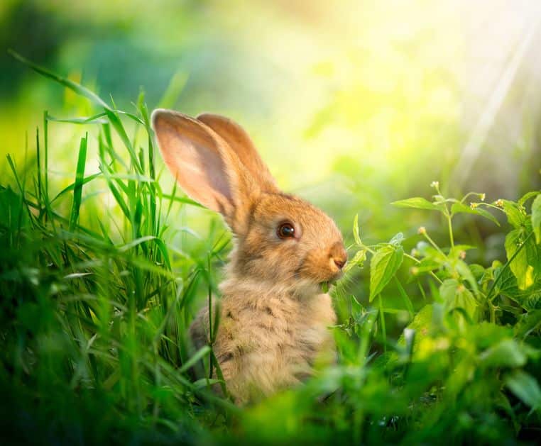 ウサギは一度植物を消化しただけでは、栄養を吸収しきれないというトリビア