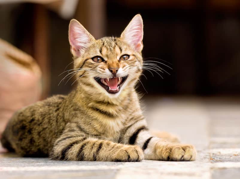 猫も鳩も蚊も…動物の鳴き声から生まれた漢字があるという雑学まとめ