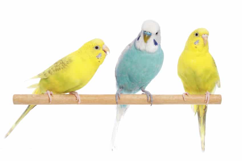 ③音を聞く・発するときの脳の働きが人間と似ているからというトリビア