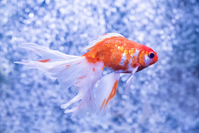 金魚は1000年以上前から金魚と呼ばれていたというトリビア