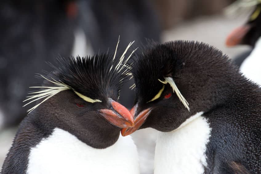 繁殖期のパートナーを生涯変えない種類のペンギンもいるというトリビア